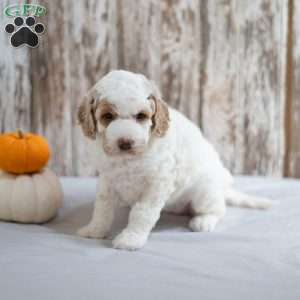 Bella, Mini Labradoodle Puppy