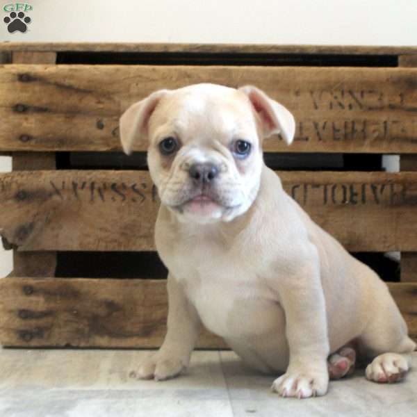 Bella, French Bulldog Puppy