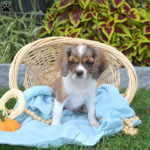 Bella, Cavapoo Puppy