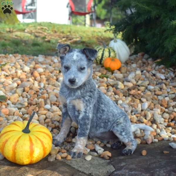 Bella, Blue Heeler – Australian Cattle Dog Puppy