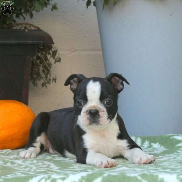 Bella, Boston Terrier Puppy