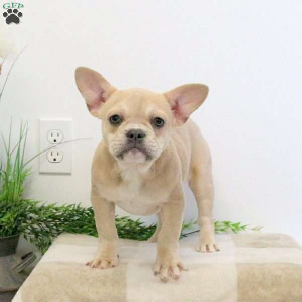 Bella, French Bulldog Puppy