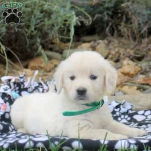Bella, English Cream Golden Retriever Puppy