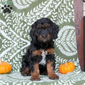 Bella, Springerdoodle Puppy