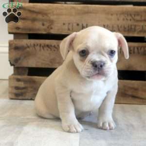 Bella, French Bulldog Puppy