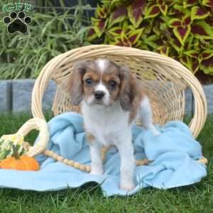 Bella, Cavapoo Puppy