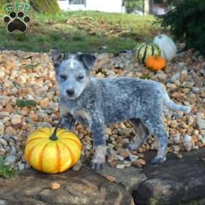 Bella, Blue Heeler – Australian Cattle Dog Puppy