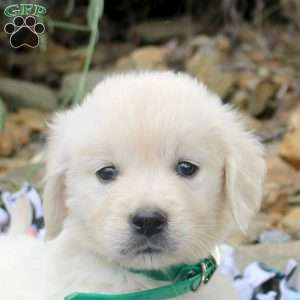 Bella, English Cream Golden Retriever Puppy