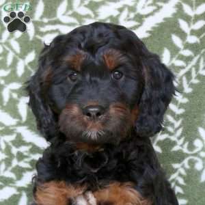 Bella, Springerdoodle Puppy