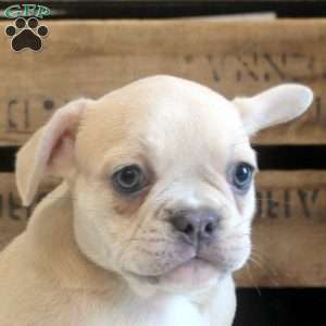 Bella, French Bulldog Puppy