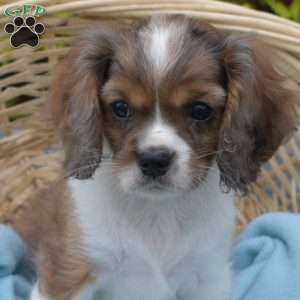 Bella, Cavapoo Puppy