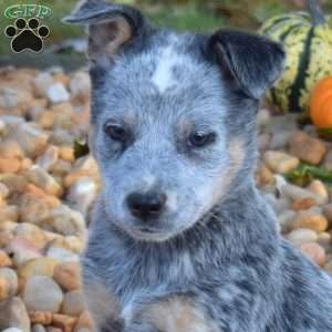 Bella, Blue Heeler – Australian Cattle Dog Puppy