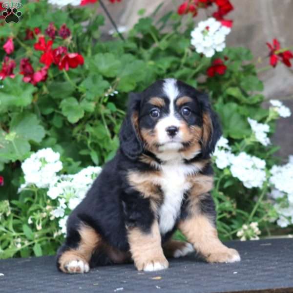 Bella, Miniature Bernese Mountain Dog Puppy