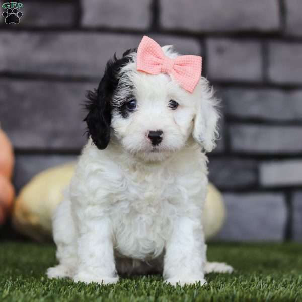 Bella, Cavapoo Puppy
