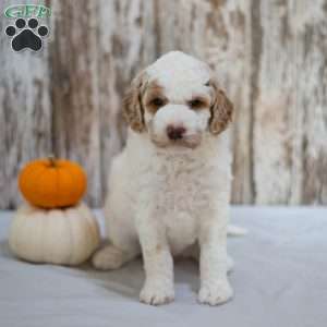 Bella, Mini Labradoodle Puppy