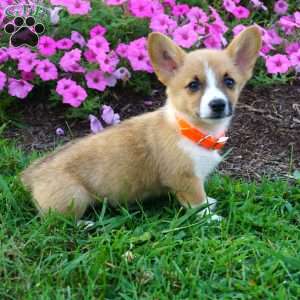 Bella, Pembroke Welsh Corgi Puppy