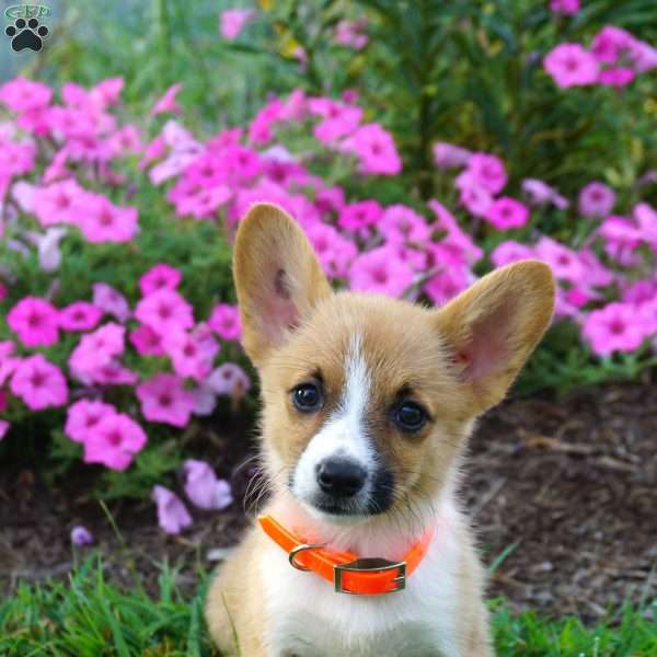 Bella, Pembroke Welsh Corgi Puppy