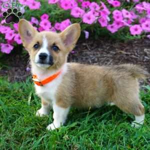 Bella, Pembroke Welsh Corgi Puppy