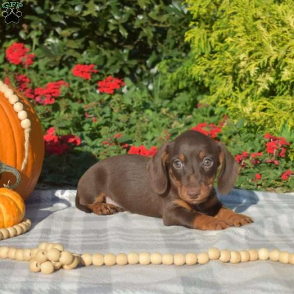 Belle – Mini, Dachshund Puppy