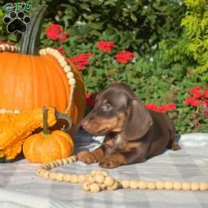 Belle – Mini, Dachshund Puppy