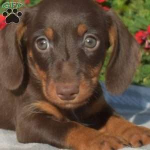 Belle – Mini, Dachshund Puppy