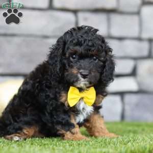 Benji, Cavapoo Puppy