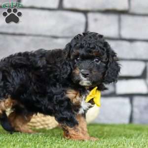 Benji, Cavapoo Puppy