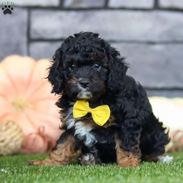 Benji, Cavapoo Puppy