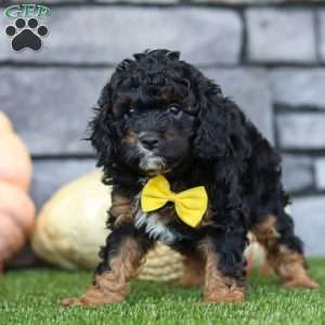 Benji, Cavapoo Puppy