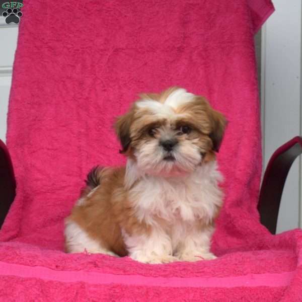 Benji, Shih Tzu Puppy
