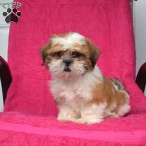Benji, Shih Tzu Puppy
