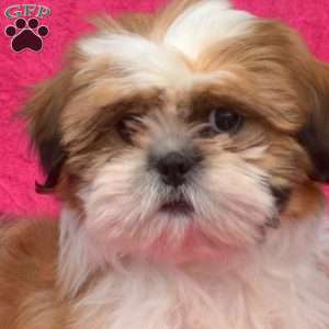 Benji, Shih Tzu Puppy