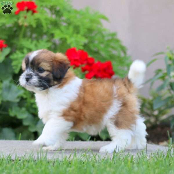 Benji, Shih Tzu Mix Puppy