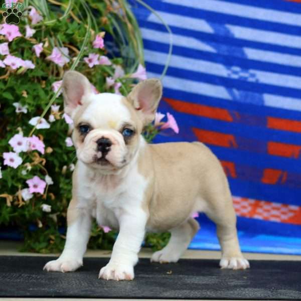 Benji, French Bulldog Puppy