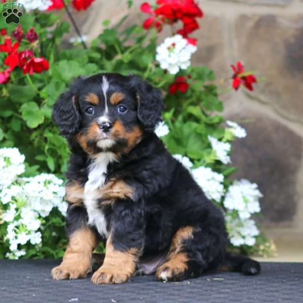 Benji, Miniature Bernese Mountain Dog Puppy