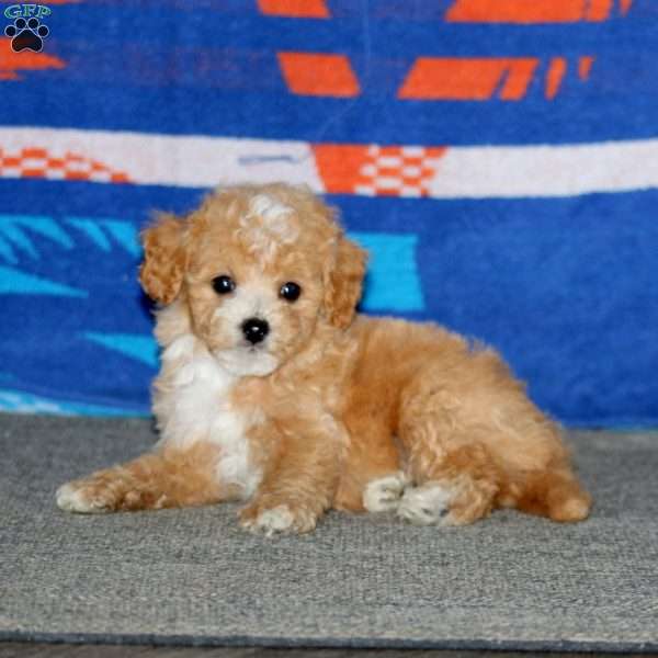 Benji, Bich-Poo Puppy
