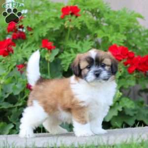 Benji, Shih Tzu Mix Puppy