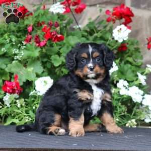Benji, Miniature Bernese Mountain Dog Puppy