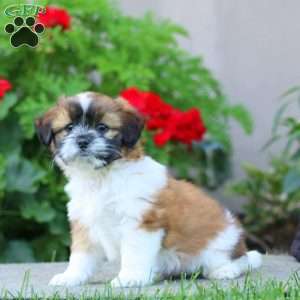 Benji, Shih Tzu Mix Puppy