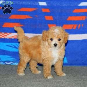 Benji, Bich-Poo Puppy