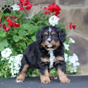 Benji, Miniature Bernese Mountain Dog Puppy