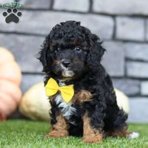 Benji, Cavapoo Puppy