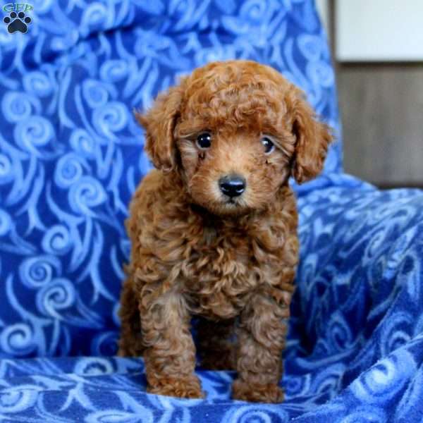 Benny, Toy Poodle Puppy