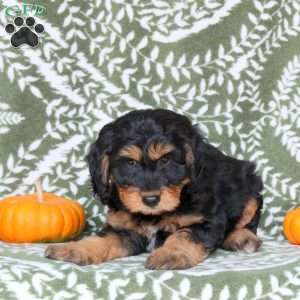 Benny, Springerdoodle Puppy