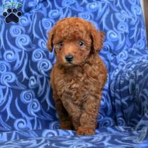Benny, Toy Poodle Puppy