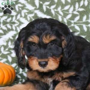Benny, Springerdoodle Puppy
