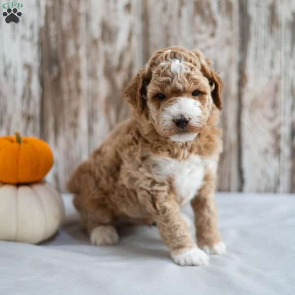Bentley, Mini Labradoodle Puppy