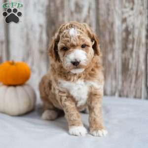 Bentley, Mini Labradoodle Puppy