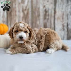 Bentley, Mini Labradoodle Puppy