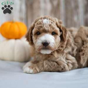 Bentley, Mini Labradoodle Puppy